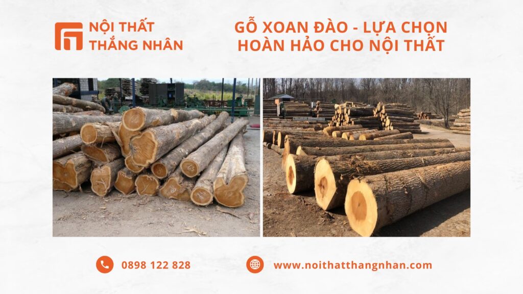 Gỗ Xoan Đào - Lựa Chọn Hoàn Hảo Cho Nội Thất